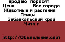 продаю  поросят  › Цена ­ 1 000 - Все города Животные и растения » Птицы   . Забайкальский край,Чита г.